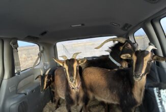 How to Tote Your Goat: Transporting Goats